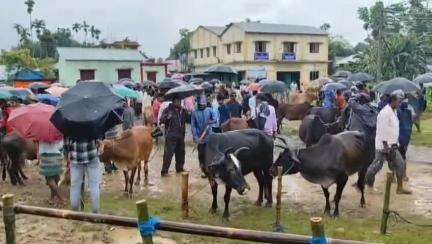 বিশালগড়: নিউ মার্কেটে গরুর হাঁট,বিভিন্ন সমস্যার সম্মুখীন ব্যবসায়ীরা #jansamasya
