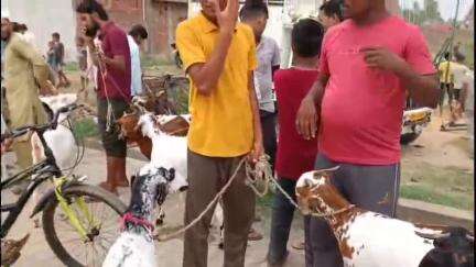 कांठ: अकबरपुर चैधरी में ईद के मौके पर बकरा बाजार लगा, कुर्बानी के लिए बकरा खरीदने पहुंचे ग्रामीण