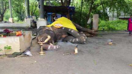 ചാവക്കാട്: ഗുരുവായൂർ ദേവസ്വം പുന്നത്തൂർകോട്ടയിലെ കൊമ്പൻ ഗോപീകണ്ണൻ ചരിഞ്ഞു