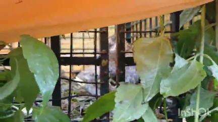നിലമ്പൂർ: കരുവാരക്കുണ്ടിൽ കടുവയെ പിടിക്കാൻ വെച്ച കൂട്ടിൽ പുലി കുടുങ്ങി, സ്ഥലത്ത് നാട്ടുകാരുടെ വൻ പ്രതിഷേധം #localissue