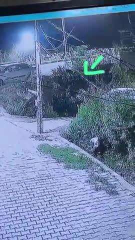 पंचकूला: पंचकूला भानू के पास सड़क पर दिखा तेंदुआ, सीसीटीवी में कैद हुई घटना