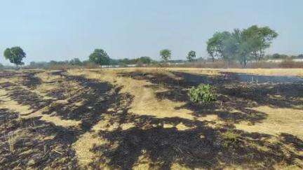 छतरपुर: गौरैया गांव: महाराजा छत्रसाल यूनिवर्सिटी के खेतों में जलाई नरवाई, कलेक्टर के आदेश की अवहेलना!