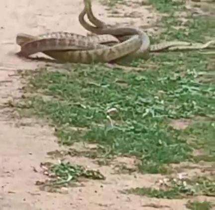 కళ్యాణదుర్గం: మాయదార్ల పల్లి సమీపంలో పాములు సయ్యాట: భయంతో పరుగులు తీసిన జనాలు