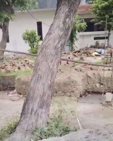 जगाधरी: बाल कुंज पार्क के पास टेढ़े खड़े पेड़ों से परेशान है कॉलोनी वासी शिकायत पर नहीं निकल रहा हाल#Jansamasya
