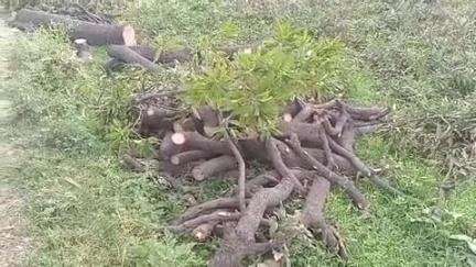 सिकंदरा: तेरा गांव के पास लकड़ी माफियाओं ने आम के हरे पेड़ों पर चलाया आरा, वन विभाग की टीम ने ठेकेदार को मौके से फरार होते देखा
