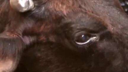 पलवल: गौ सेवा धाम हॉस्पिटल होडल की रेस्क्यू टीम ने 4 दिनों से नाले में पड़ी गौ माता की जान बचाई