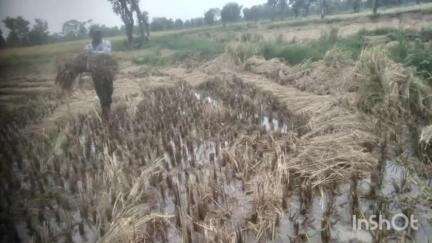 आमगाव: रब्बी पिकात पाणी साचल्याने घोरठा येथील शेतकऱ्यांचे नुकसान नुकसान भरपाई मिळण्यासाठी शेतकऱ्यांच धावपड#jansamashya