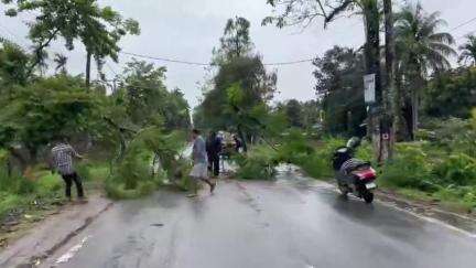 বিহপুৰীয়া: লালুকৰ ১নং কৰুণাবাৰীত ৰাজ্যিক ঘাইপথত উভালি পৰে প্ৰকাণ্ড গছ, কিছু সময়ৰ বাবে ব্যাহত হৈ পৰে যাতায়ত