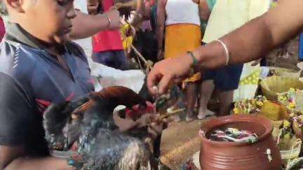 எடப்பாடி: குறுக்குப்பட்டி ஸ்ரீ பெரியாண்டச்சி அம்மன், ஸ்ரீ வீரமாத்தி அம்மன் திருக்கோயிலில் ஆடு, கோழிகளை பலியிட்டு தெய்வ பூஜை