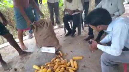 पूर्णिया पूर्व: अधिकारियों ने चांदी ग्राम में मक्का की क्रॉप कटिंग की, 107 क्विंटल प्रति हेक्टेयर उत्पादन दर्ज किया