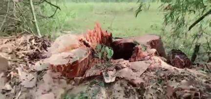 लखीमपुर: निजामपुर स्कूल के पीछे परमिट से अधिक पेड़ काटे गए, ठेकेदार पर होगी कार्रवाई, डिप्टी रेंजर ने दी जानकारी