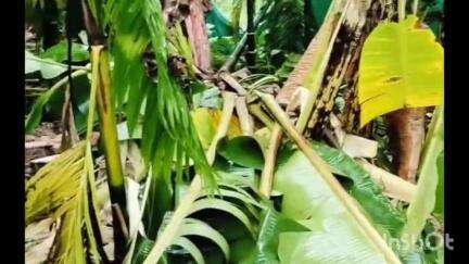 നിലമ്പൂർ: ചാലിയാർ പഞ്ചായത്തിലെ അത്തിക്കാട് ഇന്ന് പുലർച്ചെ ഇറങ്ങിയ കാട്ടാനകൾ വ്യാപകമായി കൃഷി നശിപ്പിച്ചു #localissue