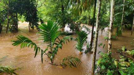 കണ്ണൂർ: ജില്ലയിലെ വിവിധ പ്രദേശങ്ങൾ വെള്ളപ്പൊക്ക ഭീഷണിയിൽ, തിരുമേനി കോറാളിയില്‍ റോഡും കൃഷിസ്ഥലവും നശിച്ചു