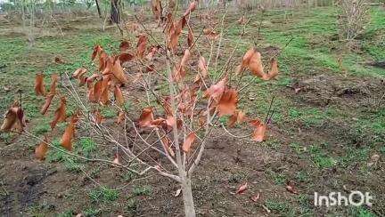 गुरूर: ग्राम ठेकवाडीह नर्सरी में आग लगाने वाले किसानों के खिलाफ होगी कार्रवाई