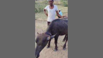 सवाई माधोपुर: सवाई माधोपुर रवाजना डूंगर में आबादी क्षेत्र में टाईगर का मूवमेंट, बाड़े में बंधी भैंस को बनाया शिकार