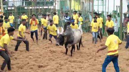 சிங்கம்புனரி: கிருங்காகோட்டையில் கோவில் புரவி எடுப்பு திருவிழாவை முன்னிட்டு ஜல்லிகட்டு போட்டியில் 500க்கும் மேற்பட்ட காளைகள் பங்கேற்பு