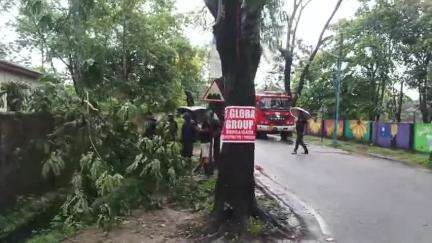বঙাইগাঁও ভাগ: চহৰত ধুমুহাৰ তাণ্ডৱ, কলেজ গেটৰ ওচৰত বাগৰিল গছ, ঘটনাস্থলীত উপস্থিত এছডিআৰএফৰ দল