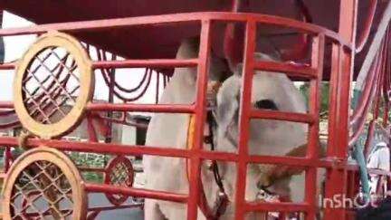 धरमपुरी: रामपुरा फाटे पहुंची राष्ट्रीय स्तरीय क्रांतिकारी गौ यात्रा का भव्य स्वागत किया गया