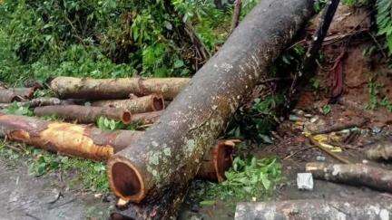 কৈলাশহর: কৈলাসহর সমরুরপার ২ নং ওয়ার্ড এলাকায় প্রবল ঝড় বৃষ্টির কারণে ৮টি বৈদ্যুতিক খুঁটি ভেঙে পড়ে যায়