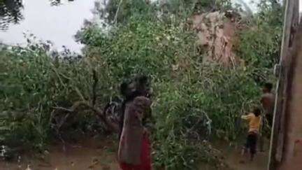 भिनाय: कनेई कला व निमेड़ा में आंधी-तूफान के चलते पेड़ के नीचे दबने से 2 लोग हुए घायल, 3 बकरियों की मौत
