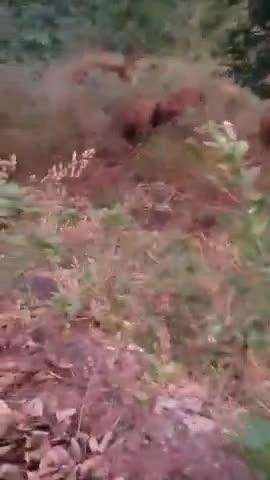 अंबिकापुर: उडुमकेला में हाथियों ने दी दस्तक, 14 हाथियों का दल पहुंचा रिहायशी क्षेत्र में