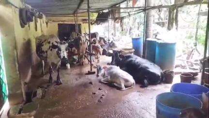 गोलमुरी-सह-जुगसलाई: बारीडीह बस्ती से गायें हो रहीं चोरी, इलाके के लोगों ने पुलिस से की शिकायत #jansamasya