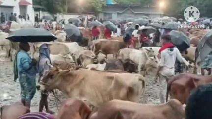 মগরাহাট ২: কুরবানী ঈদ উপলক্ষে বাকিপুর ঈদগাহ মাঠে জমজমাটির গরুহাট অপ্রীতিকর ঘটনা রুখতে মোতায়েন মগরাহাট থানার পুলিশ।
