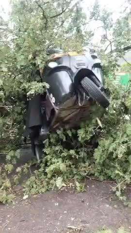 बिलासपुर सदर: आंधी तूफान से भारी-भरकम पेड़ एक चलते ऑटो पर गिरा, ऑटो में सवार लोग बाल-बाल बचे