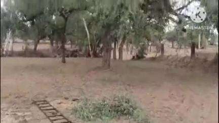 कुचामन सिटी: आनंदपुरा में खेजड़ी छांगते समय 11000 KV की लाइन से करंट लगने पर महिला की मौत, पुलिस ने कराया पोस्टमार्टम