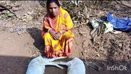 कुचाई: कुचाई में लाभुकों को दिए गए कमजोर पशु, प्रखंड प्रमुख ने उपायुक्त को लिखा पत्र