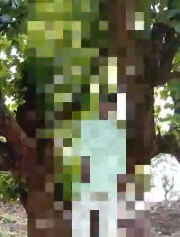 बगीचा: बगीचा थाना क्षेत्र के चौकी पण्ड्रापाठ के ग्राम मुड़ाकोंना में 64 वर्षीय कोरवा ने फांसी लगाकर की आत्महत्या