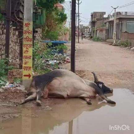 आहोर: आहोर उपखंड मुख्यालय पर बे सहारा पशु की हुई मौत