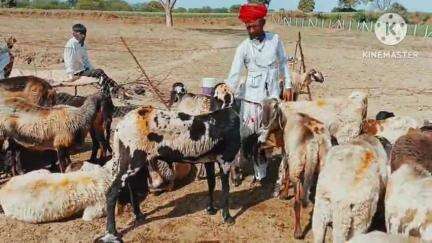 खानपुर: सारोला कला क्षेत्र के काकड़दा गांव में रायका समाज के पशुपालकों की करीब 2 दर्जन भेड़-बकरियां हुई चोरी, थाने में मामला दर्ज
