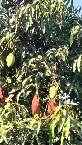 मलिहाबाद: ऑपरेशन सिंदूर के बाद मलिहाबाद में हाजी कलीमुल्ला ने रक्षा मंत्री राजनाथ सिंह को समर्पित की आम की नई किस्म
