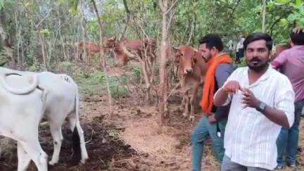 ବରଗଡ: ବରଗଡ଼ ବଜରଙ୍ଗ ଦଳ ପକ୍ଷରୁ ଜିମବାହାର ସ୍ଥିତ ଜଙ୍ଗଲରେ ବେଆଇନ ଗୋରୁ ଚାଲାଣ ରଦ୍ଧ କରାଗଲା,ଶୁଣନ୍ତୁ ପ୍ରତିକ୍ରିୟା