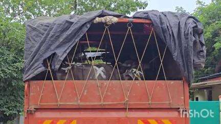 खालापूर: खालापुरात गोरक्षकांची मोठी कारवाई, मुंबई पुणे एक्सप्रेस वर म्हशीनी भरलेले चार टेम्पो पकडले
सात आरोपी पोलिसांच्या ताब्यात