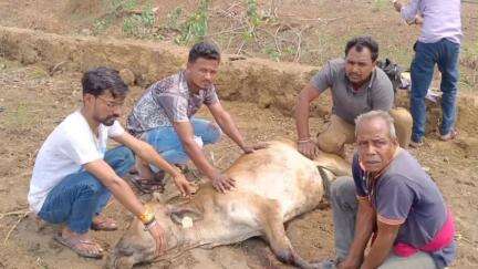 गुण्डरदेही: कसौंदा से खपरी रोड में एक अज्ञात वाहन ने मवेशी को मारी जोरदार ठोकर, पैर टूटा, बजरंगियों ने करवाया इलाज