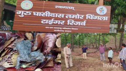 सूरजपुर कोरिया सीमा से लगा गुरुघासीदास टाइगर रिजर्व, बाघिन ने दो नन्हें शावकों को दिया जन्म, वन विभाग ने बढ़ाई निगरानी