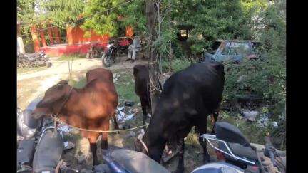 हथुआ: मीरगंज थाना क्षेत्र के मीरगंज बाजार में चार मवेशियों के साथ दो तस्कर गिरफ्तार