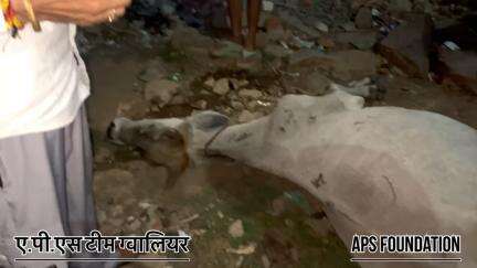 यह लोगो में इंसानियत तो थी पर पैसे खर्च करने की हिम्मत नही थी गाये के लिए 🙏🏻

Respect Girls help poor help animals 

#apsgurjar  #gwalior #cow
