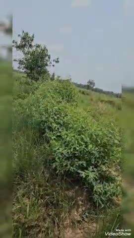 उतरौला: शमशान घाट तक जाने के लिए नहीं है कोई पक्की सड़क, अंतिम संस्कार के लिए शव को खेतों से ले जाना पड़ता है