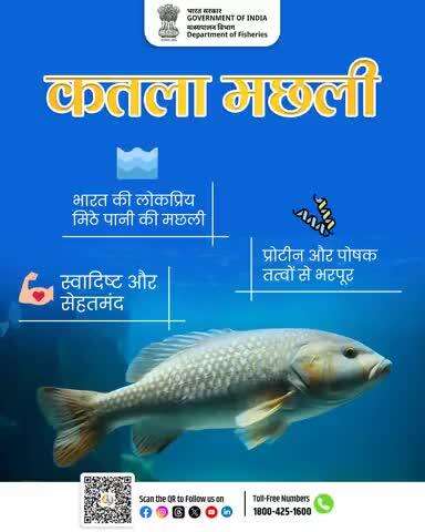 कतला मछली भारत की लोकप्रिय मिठे पानी की मछलियों में से एक है। यह न केवल स्वाद में बेहतरीन होती है, बल्कि प्रोटीन और जरूरी पोषक तत्वों से भी भरपूर है।
#FridayFish #Fisheries #HealthyEating #FishForLife #मत्स्यपालन #Nutrition