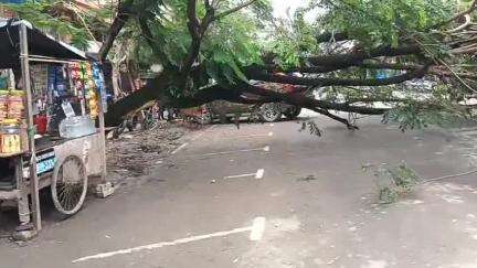 শিৱসাগৰ: নগৰৰ মাজমজিয়াত পথৰ ওপৰত উভালি পৰিল প্ৰকাণ্ড গছ, কথমপি প্ৰাণ ৰক্ষা বহু জনৰ, যাতায়তত সমস্যা