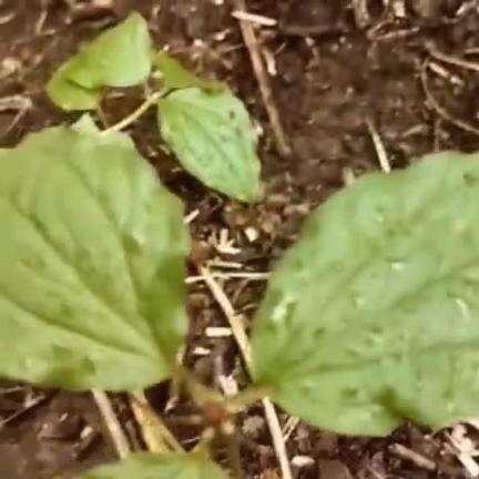 निचार: किन्नौर के पीन भावा पास के पहाड़ों पर मिलने लगी दुर्लभ नाग छतरी नामक जड़ी-बूटी, लाखों में है कीमत