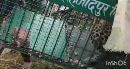 धामपुर: शेरकोट क्षेत्र के गांव शहजादपुर के जंगल में गुलदार को पकड़ने के लिए लगाए गए पिंजरे में गुलदार हुआ कैद
