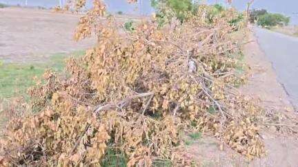 రాయదుర్గం: కణేకల్లు మండలంలో విద్యుత్ లైన్ ఏర్పాటులో వందలాది పచ్చని చెట్లు నరివేత, స్థానికులు తీవ్ర ఆందోళన #localissue