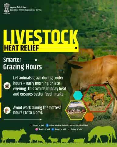 Smarter Grazing Hours Let animals graze during cooler hours—early morning or late evening—to avoid heat stress and ensure better feed intake.
#SmartGrazing #AnimalHealth #HeatRelifeTips #BetterFeedIntake #LivestockCare