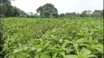 তেহট্ট ১: আশ্রফপুরে পুতুলতলা মাঠে আগাছা নাশক তেল দিয়ে পুড়িয়ে দেওয়া হল পাট গাছ