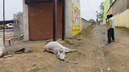 माडा: माडा में विद्युत विभाग की लापरवाही: बिजली के खंभे से करंट लगने से एक गाय की मौत