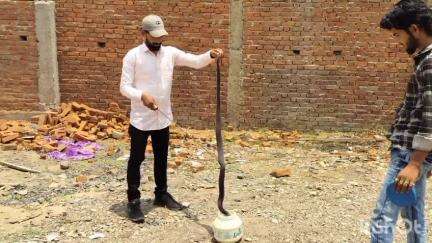 हटा: काईखेड़ा गांव के एक घर में निकला कोबरा साँप, मड़ियादो बफरजोन के जंगल में किया गया रेस्क्यू